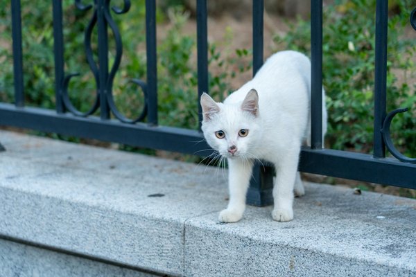 Découvrez les nouvelles technologies pour chats en 2024