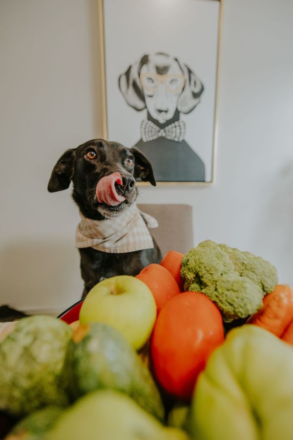 Alimentation saine pour chien : guide pratique et astuces