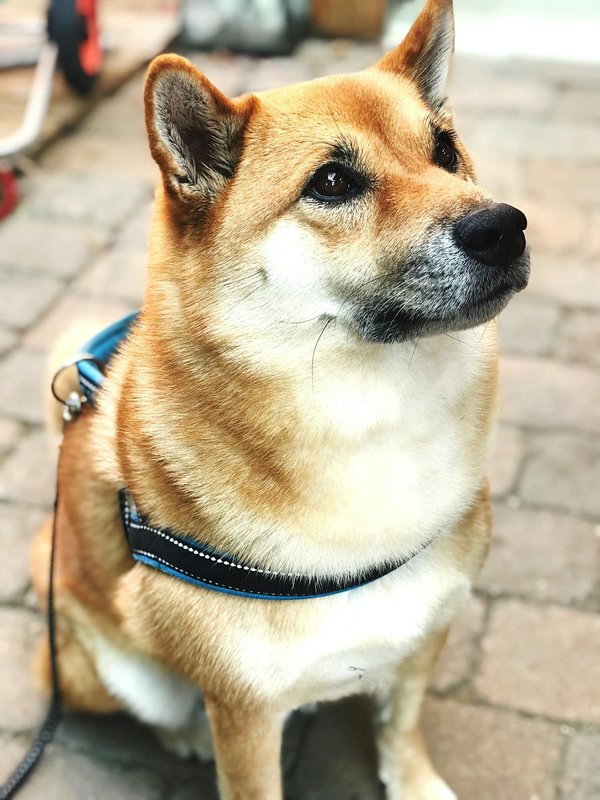 Comment réagir si un chien de race Akita souffre d'agressivité redirigée lors des promenades?