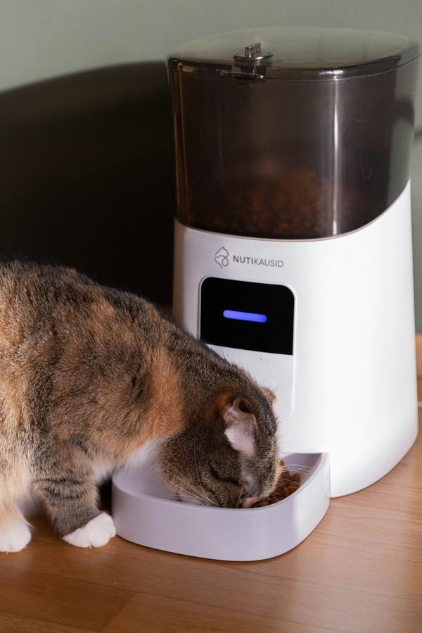 Comment choisir le meilleur distributeur automatique de croquettes pour votre chat ?